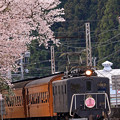 大井川鉄道の春