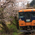 家山駅の桜