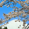 Photos: 桜の小路から