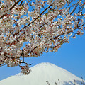 Photos: 桜の小路から＿２