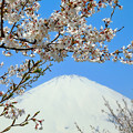 Photos: 桜の小路から＿３