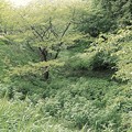 Photos: 臼井城空堀