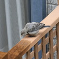 Photos: 雨宿りするイソヒヨドリ幼鳥(3)FK3A1701