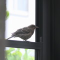 Photos: 3.サンルームに入るイソヒヨドリ幼鳥 FK3A1748