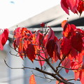 花水木の紅葉(1)FK3A7530