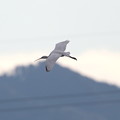 Photos: ヘラサギ飛翔(4)044A4247
