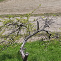 Photos: 現在のスモモの老木とモズ♂ FK3A5325