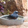 お庭で水浴びするイソヒヨドリ♂(5)019A0160