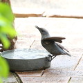 お庭で飲水するイソヒヨドリ♀(3)044A4557