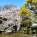 カワセミのいる池と桜の樹 IMG_3788 by ふうさん（この後には約５０人を超えるカメラマンがいます。）