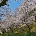 Photos: 2021年3月29日 海津大崎 桜