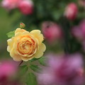 Photos: 黄色いバラ