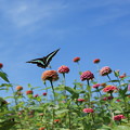 Photos: 青空と花と蝶