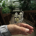 Photos: 蝶と遊ぶ