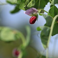 Photos: ツタンカーメンのえんどう豆の花
