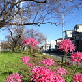 Photos: 春色