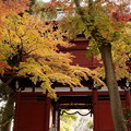 Photos: 山門と紅葉