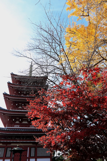 Photos: 五重塔と紅葉