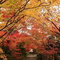 Photos: 紅葉のお寺さん