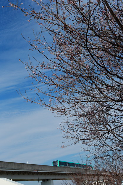 冬の桜とライナー