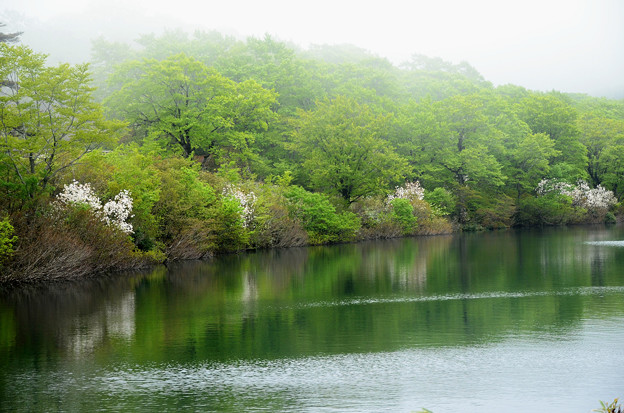 Photos: 須川湖～靄とコブシ