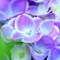 紫陽花～薄紫