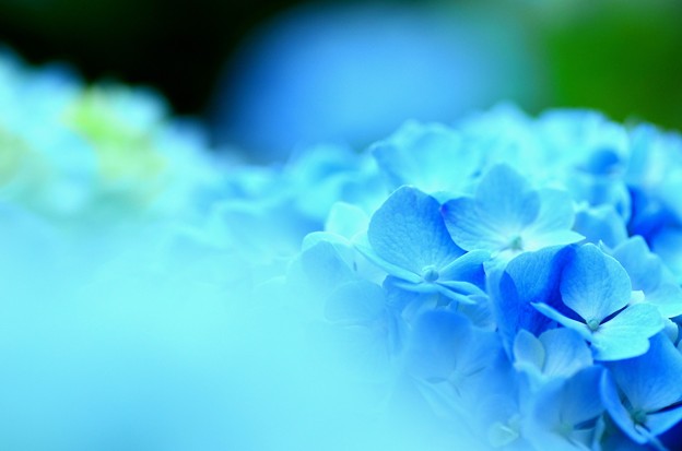 紫陽花～青