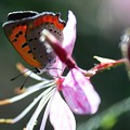 Photos: 朝日の中で～ベニシジミ蝶