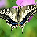 綺麗なアゲハ蝶