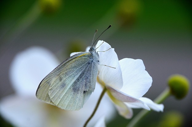 モンシロ蝶～シュウメイギク