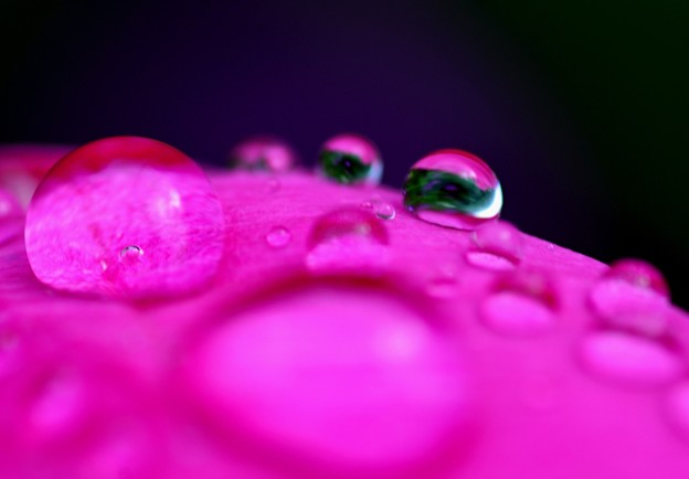 ピンク芍薬水滴