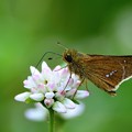 チャバネセセリ蝶