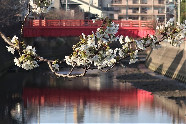 Photos: 山桜～田越川