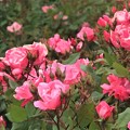 Photos: 薔薇～山下公園