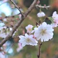 Photos: 十月桜～芝離宮