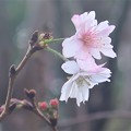 Photos: 十月桜～芝離宮恩賜庭園