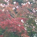 Photos: 紅葉と桜～新横浜