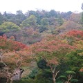 Photos: 紅葉～逗子市蘆花公園
