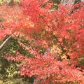 Photos: 紅葉～名城公園