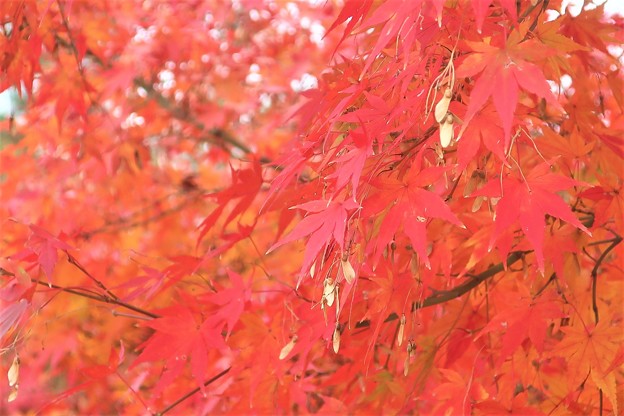 Photos: 紅葉～徳川庭園