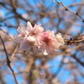 十月桜～新横浜鳥山川202211