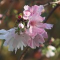 十月桜～芝離宮恩賜庭園202211