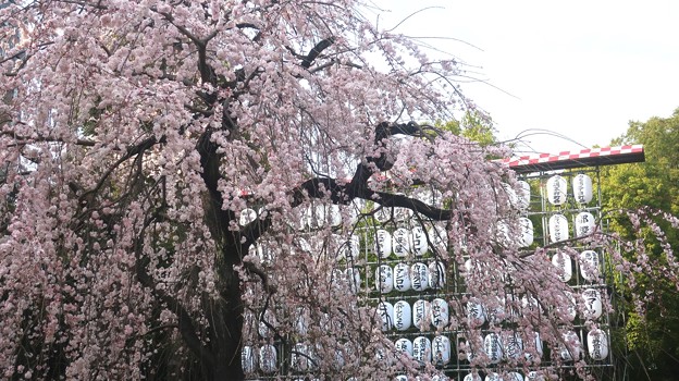 枝垂れ桜～上野公園202303