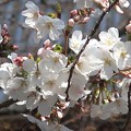 桜～上野公園202303