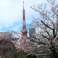 桜～増上寺202303