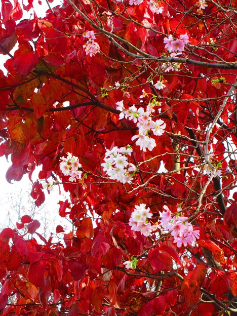 Photos: 秋に桜・・？