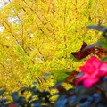 Photos: 秋色ですね～