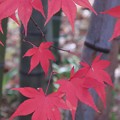 Photos: 紅葉と竹