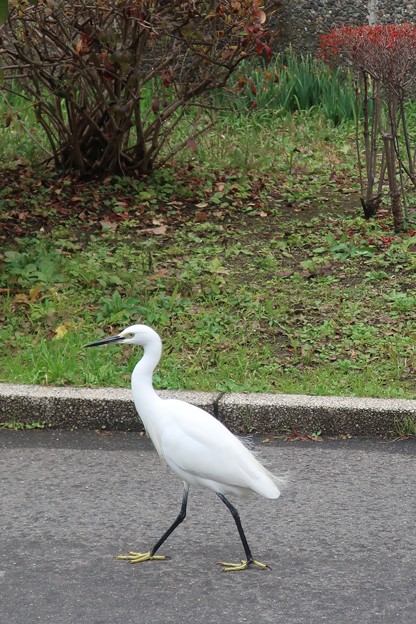 Photos: 散歩する白鷺