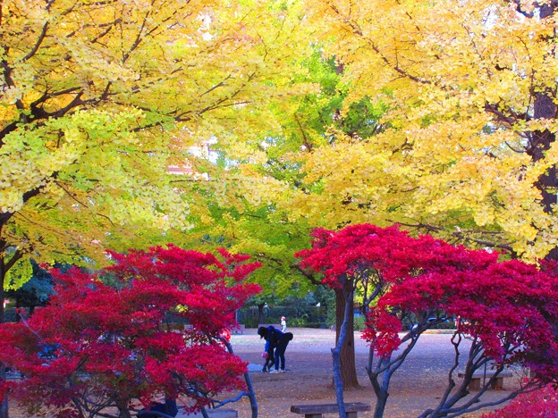 Photos: 秋色の公園